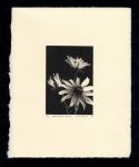 Black-eyed Susan