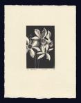 Narcissus on gray paper