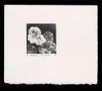 Nasturtium