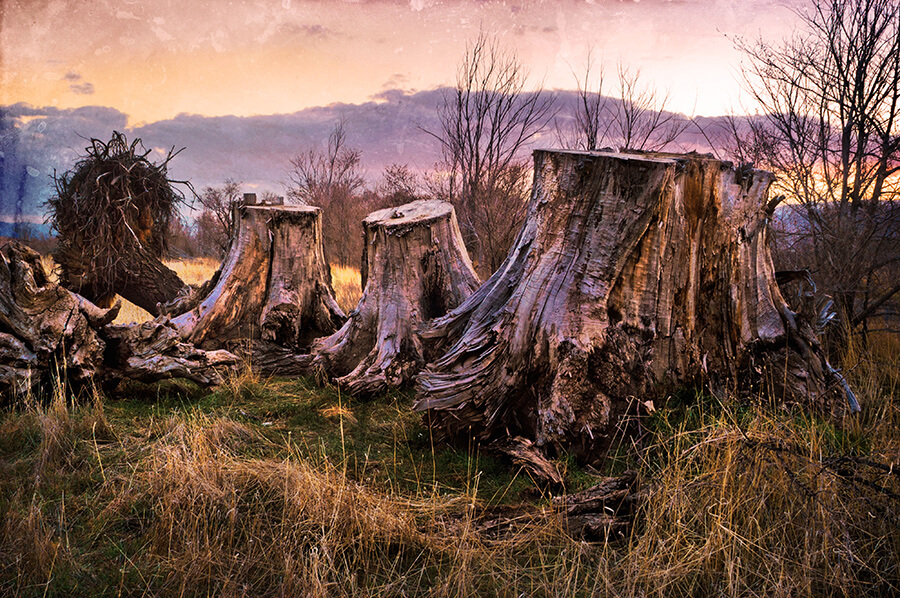 Left Neither Root Nor Branch - 16 x 24 giclée on canvas (pre-mounted) by Tanner Young