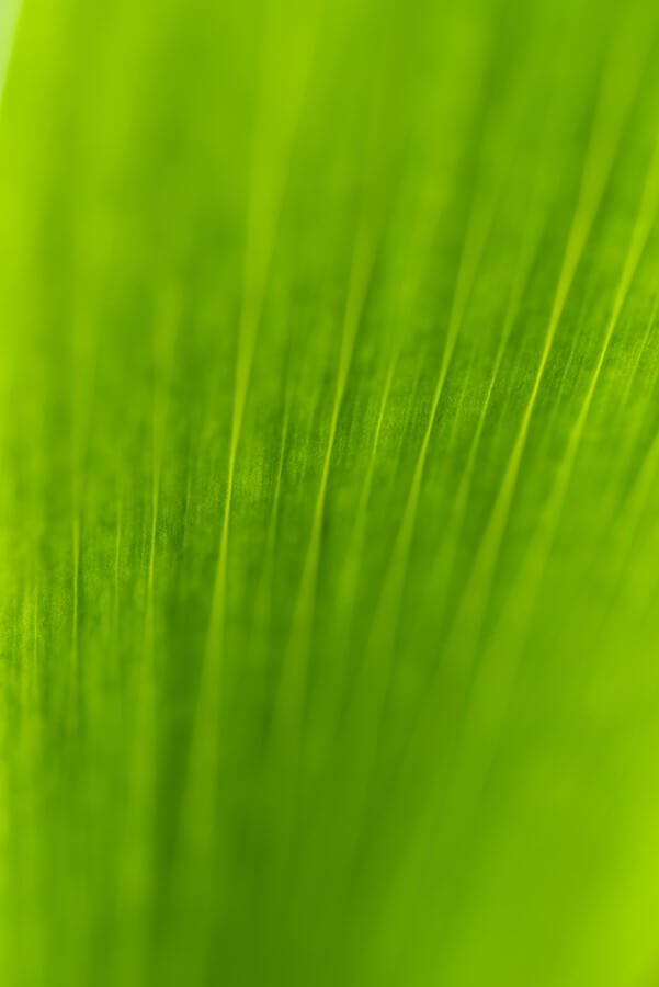 Shape - 40 x 60 lustre print by Tanner Young