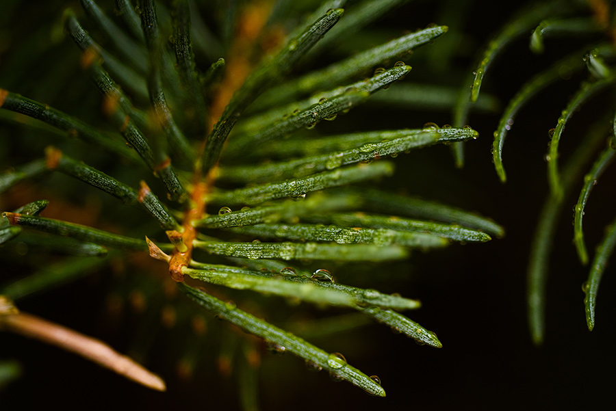 Fir Needles - 20 x 30 giclée on canvas (unmounted) by Tanner Young