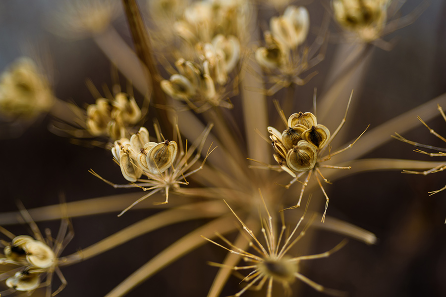 Wild Seedpods - 20 x 30 giclée on canvas (unmounted) by Tanner Young