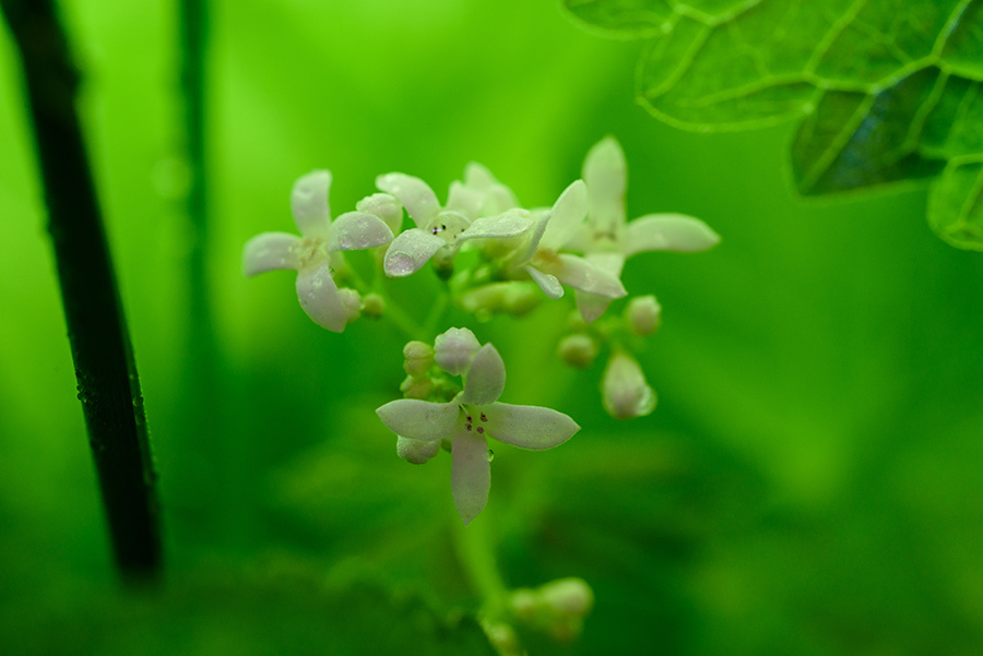 Galium odoratum, IV - 20 x 30 giclée on canvas (unmounted) by Tanner Young