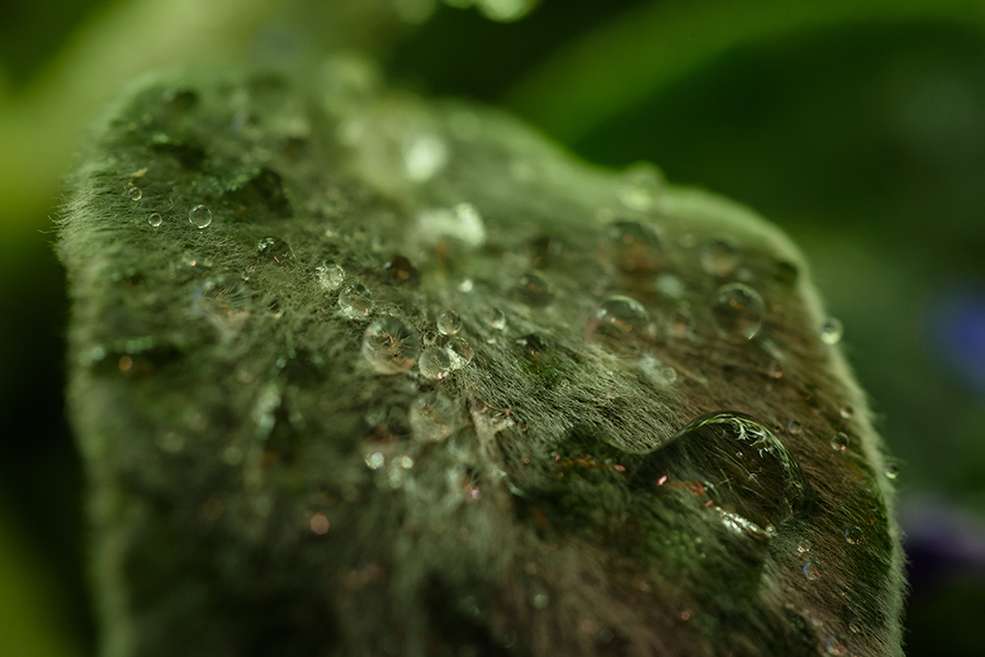 Stachys byzantina - 20 x 30 lustre print by Tanner Young