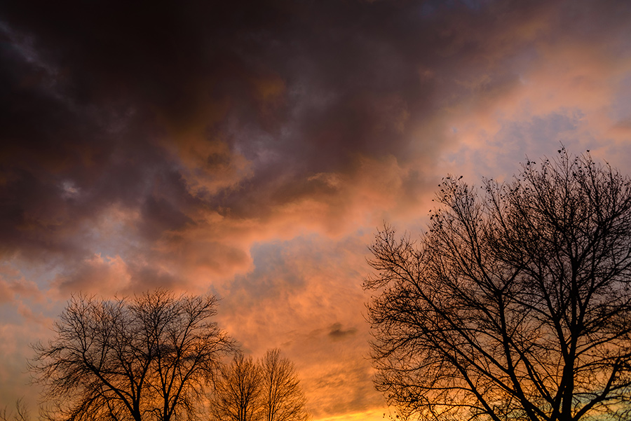 Winter Trees - 30 x 40 lustre print by Tanner Young