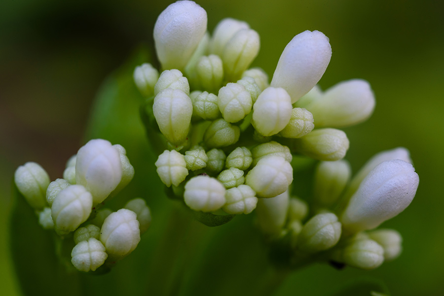 Galium odoratum, II - 24 x 36 giclée on canvas (unmounted) by Tanner Young
