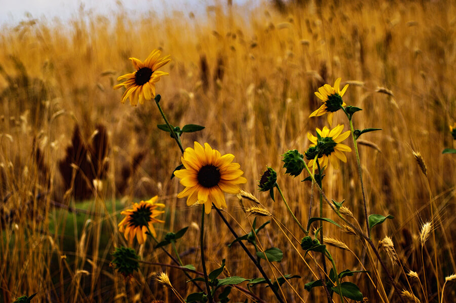 Wild Sunflower Patch - 24 x 36 giclée on canvas (unmounted) by Tanner Young