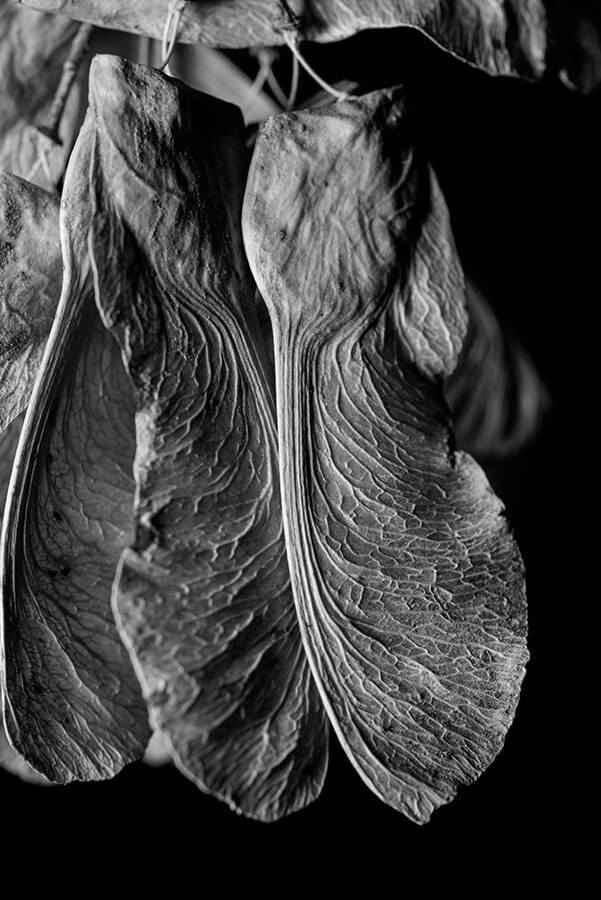 Dried Seeds, II - 20 x 30 lustre print by Tanner Young