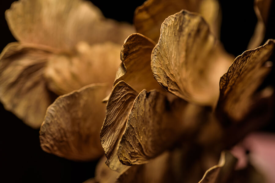 Dried Seeds, III - 30 x 40 lustre print by Tanner Young
