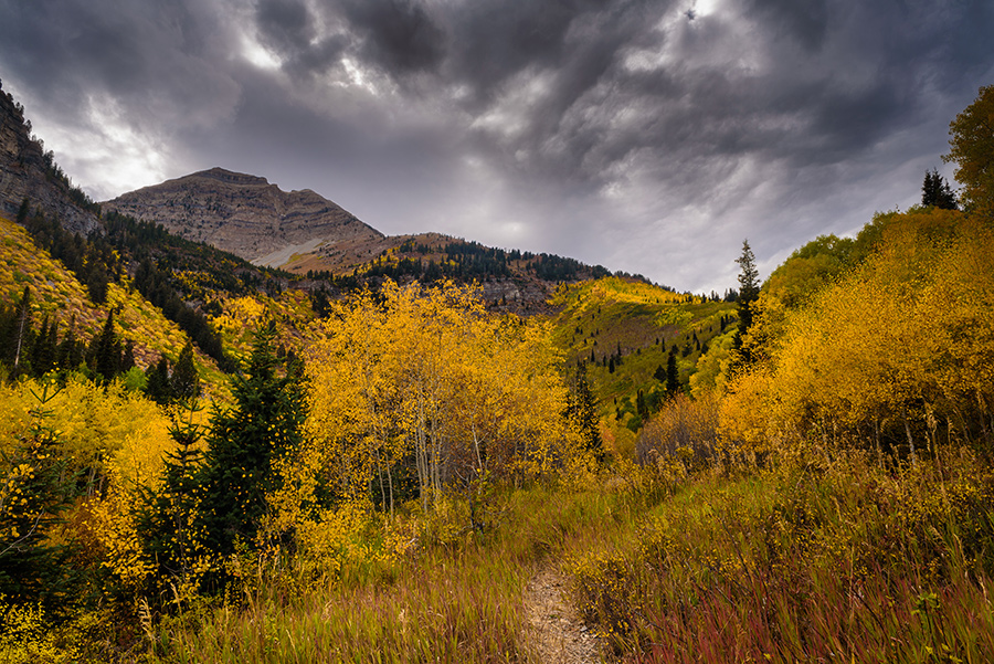 Autumn Trail - 20 x 30 giclée on canvas (unmounted) by Tanner Young