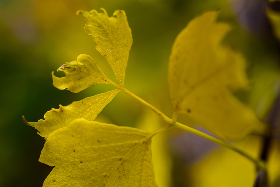 Yellow Leaves - 20 x 30 lustre print by Tanner Young