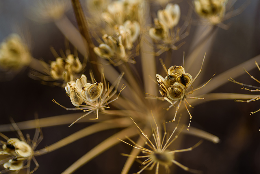 Wild Seedpods - 40 x 60 lustre print by Tanner Young