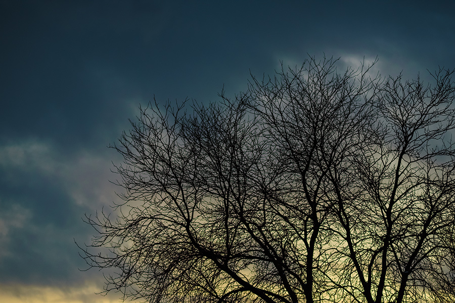 Winter Tree - 30 x 40 lustre print by Tanner Young