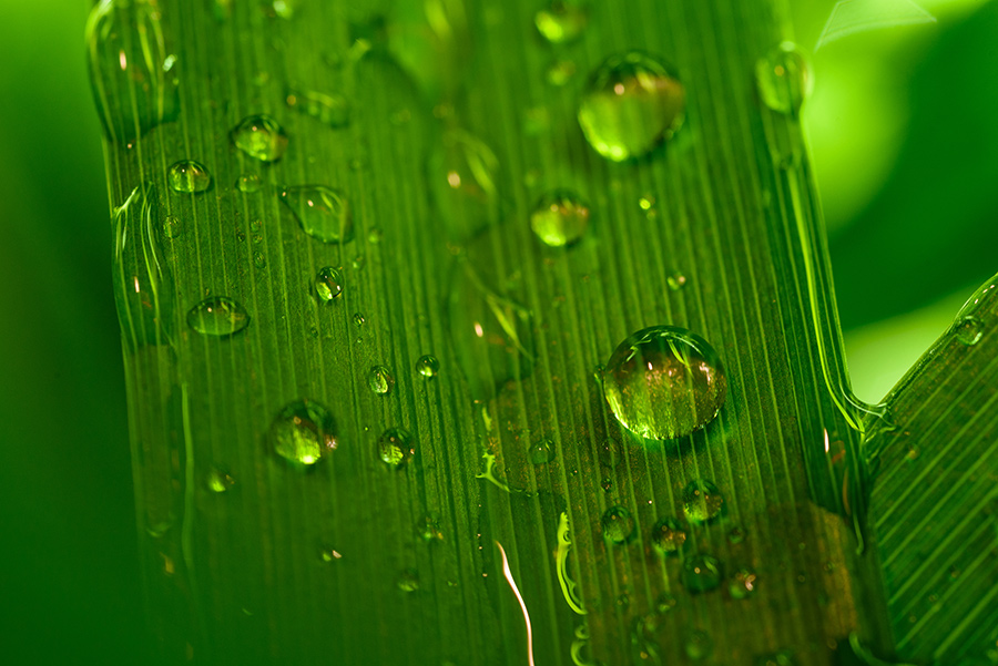 Droplets - 40 x 60 lustre print by Tanner Young