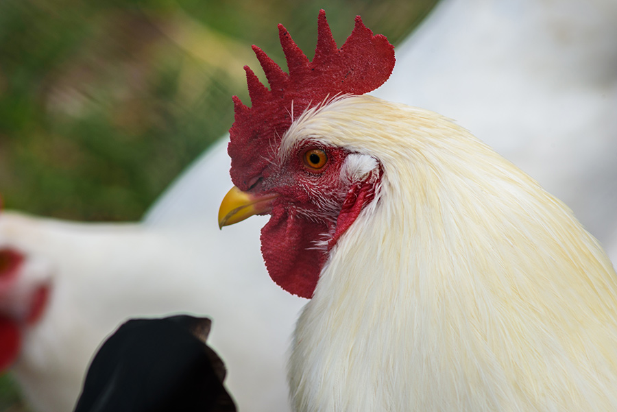 Rooster - 40 x 60 lustre print by Tanner Young