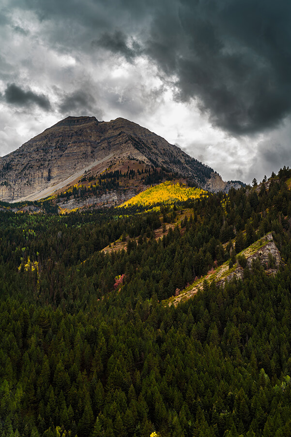 Forests in the Highlands - 20 x 30 giclée on canvas (unmounted) by Tanner Young