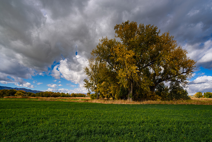 The Edge of the Farm - 40 x 60 giclée on canvas (unmounted) by Tanner Young