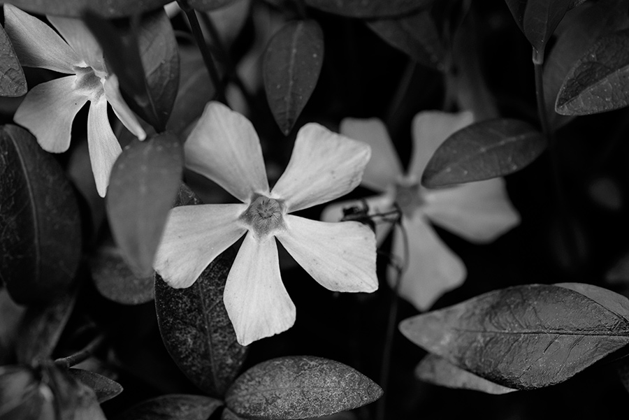 Vinca major - 20 x 30 giclée on canvas (unmounted) by Tanner Young
