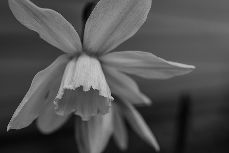 Narcissus jonquilla - 30 x 40 lustre print by Tanner Young