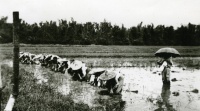 Rice Planting on Zamboanga