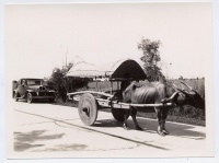 Carabao snapshot, no. 1