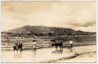 Rice Field Postcard