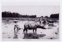 Carabao snapshot, no. 3