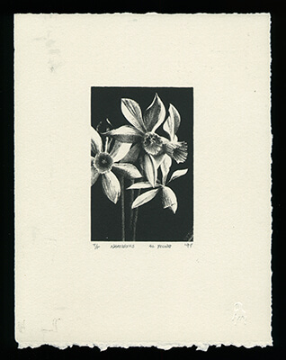 Narcissus on gray paper - Limited Edition Lithography Print by Al Young