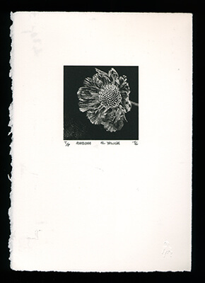 Scabiosa - Limited Edition Lithography Print by Al Young