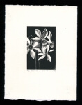 Narcissus on beige paper - Limited Edition Lithography Print