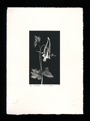 Columbine - Limited Edition Lithography Print by Al Young