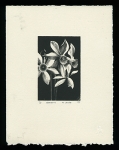 Narcissus on gray paper - Limited Edition Lithography Print