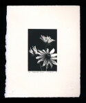 Black-eyed Susan - Limited Edition Lithography Print