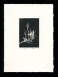 Unfurling - Limited Edition Lithography Print