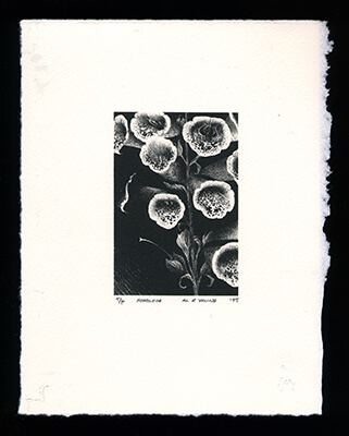 Foxglove - Limited Edition Lithography Print by Al Young