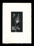 Columbine - Limited Edition Lithography Print