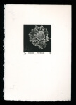 Scabiosa - Limited Edition Lithography Print