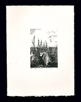 Elspeth&rsquo;s Hollyhocks - Limited Edition Lithography Print by Al Young