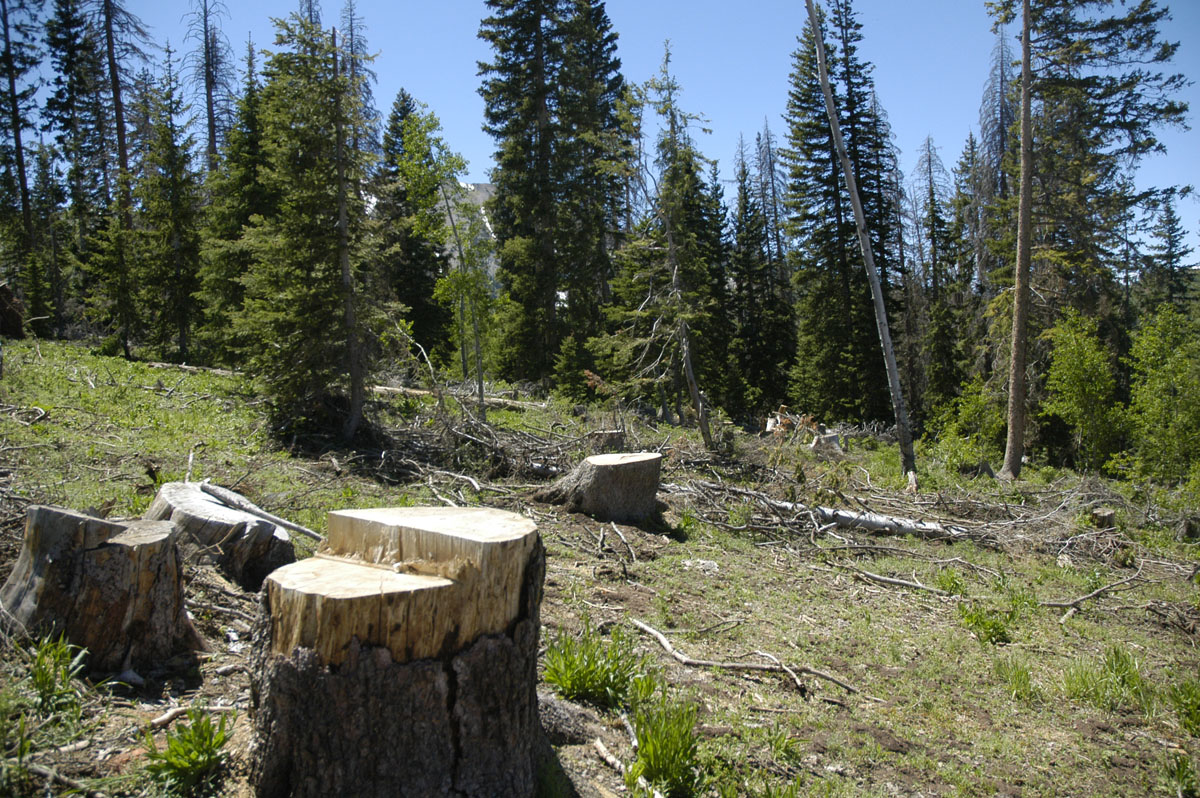 Rampant insect infestation in the wilderness area had necessitated removal of many of the trees. We...