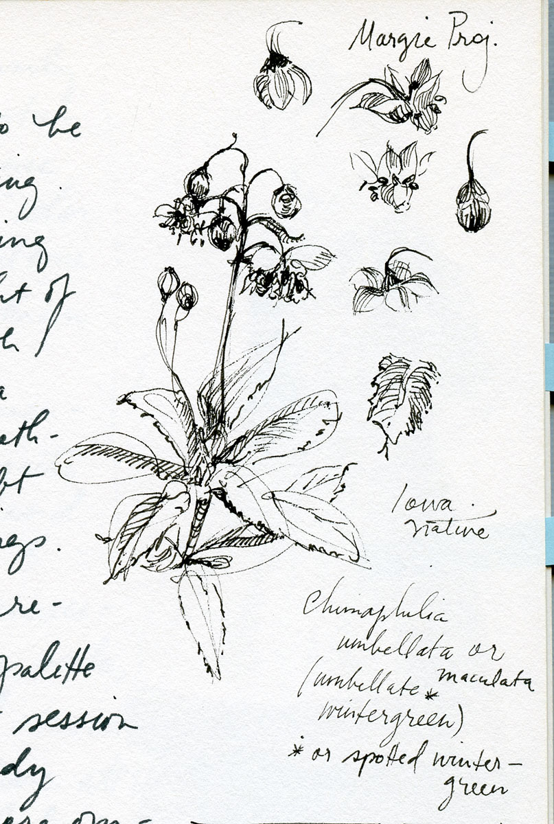 Flora study in pen and inkby Elspeth Young