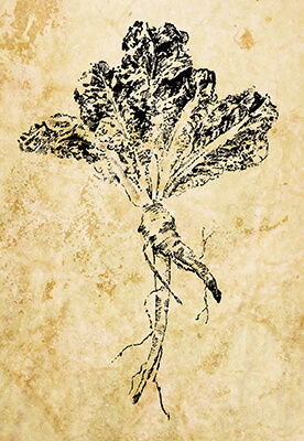 Mandrake Root