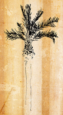Phoenix dactylifera