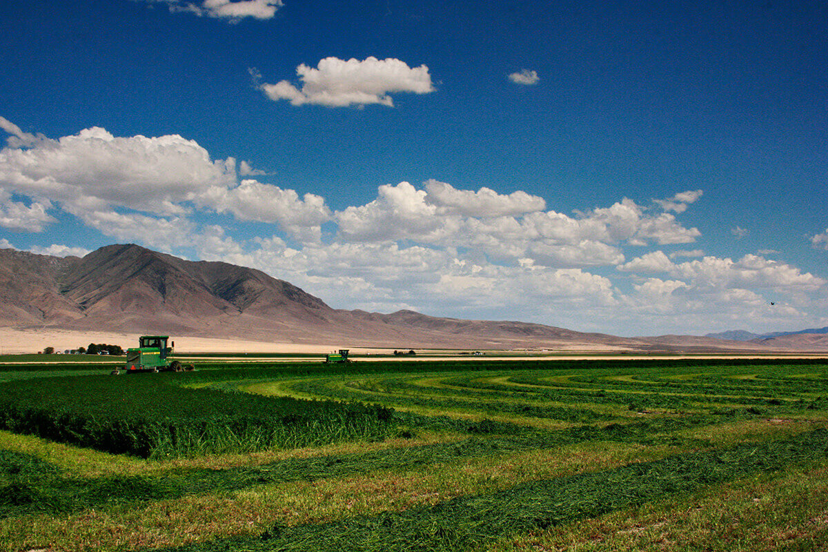 May rolls into June and the hay is tall enough for us to begin swathing.&nbsp;&nbsp;Hay is similar t...