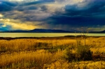 The Reeds and Rushes and Osiers - 16 x 24 giclée on canvas (pre-mounted)