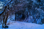 Frozen Forest - 16 x 24 giclée on canvas (pre-mounted)