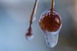 Frozen Rain - 20 x 30 lustre print