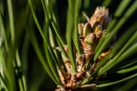 Pine in Spring - 30 x 40 lustre print