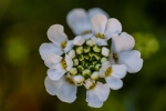 Spring Blossoms - 40 x 60 giclée on canvas (unmounted)