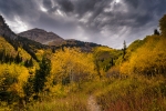 Autumn Trail - 40 x 60 giclée on canvas (unmounted)